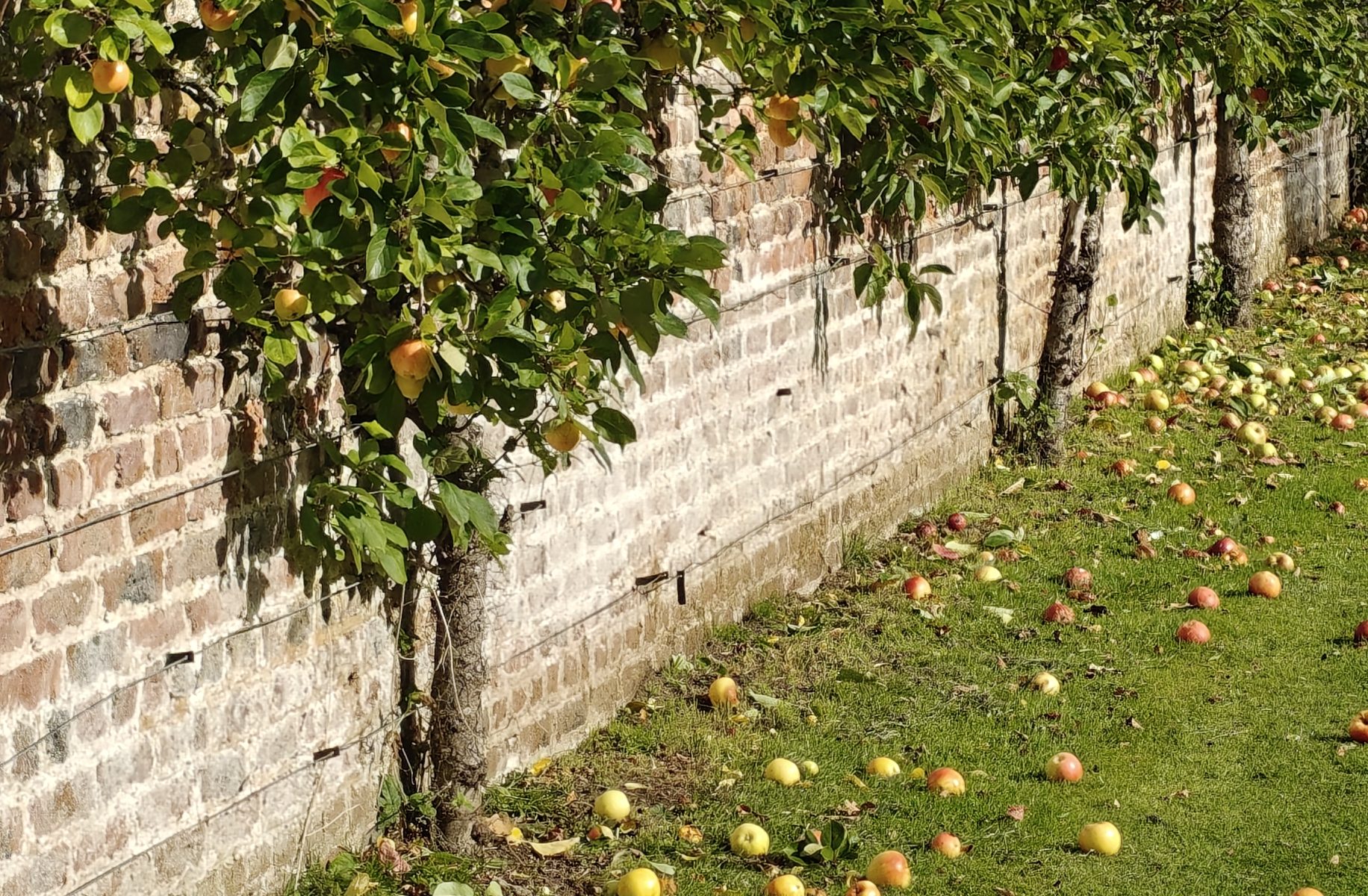 espallier harvest