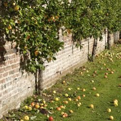 espallier harvest